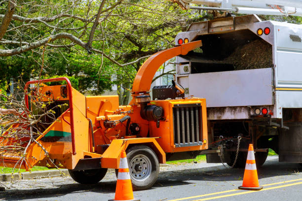 Dead Tree Removal in Meiners Oaks, CA